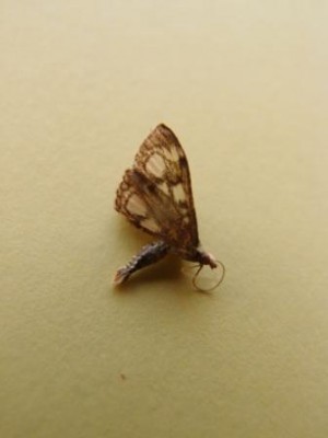 Motyl (31), Szczeglacin, 10.16.JPG