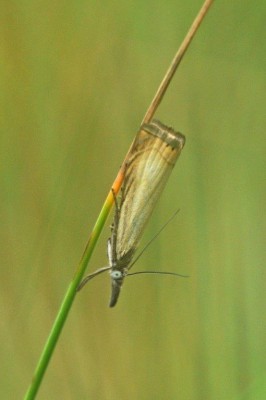 Motyl (54), Buzyska SW, 15. 06. 15 (fot. K. Nielsen).jpg