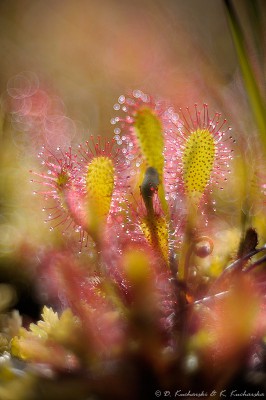 Drosera cf anglica (ew. któraś naturalna hybryda)