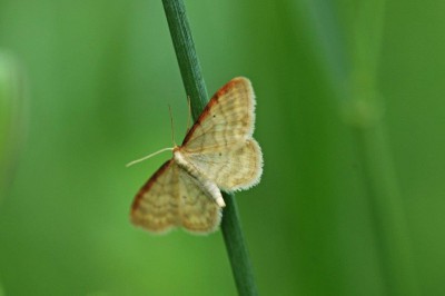 Motyl (19), Buzyska SW, 15. 06. 15 (fot. K. Nielsen).jpg