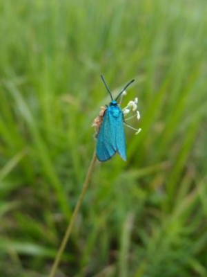 Motyl (23a), Mezenin NW, 07.16.JPG