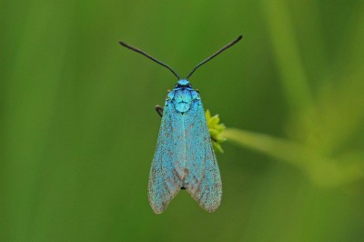 Motyl (65), Buzyska SW, 15. 06. 15 (fot. K. Nielsen).jpg