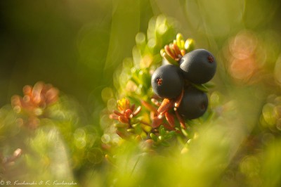 Empetrum nigrum