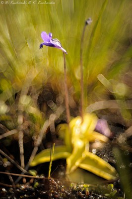 Pinguicula sp.