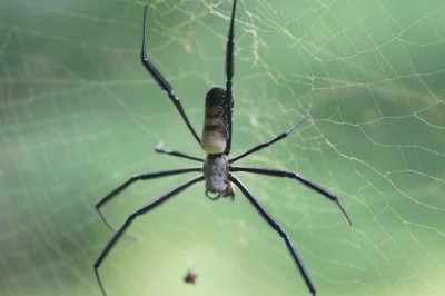 Nephila.jpg