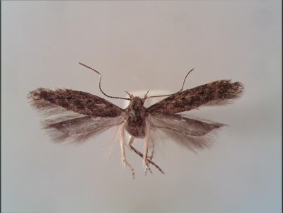 imago, samica