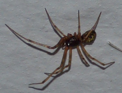 Steatoda sp.? Parasteatoda sp.?