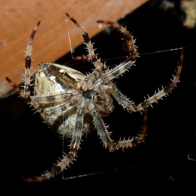 Araneus diadematus, samica?