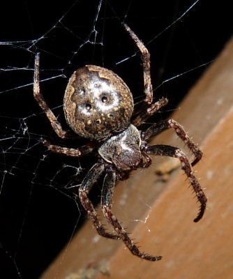 Nuctenea umbratica, samica?