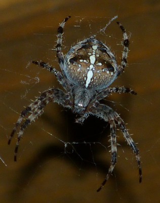 Araneus diadematus, samica