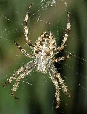 Araneus diadematus, samica