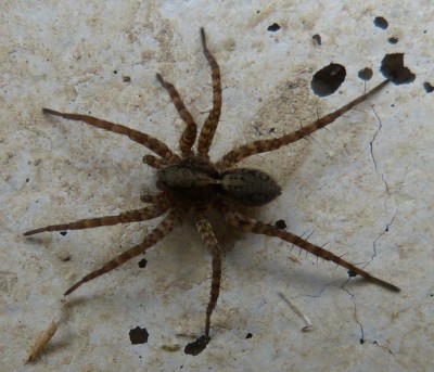 Pardosa sp.