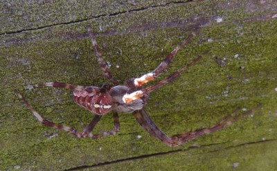 Araneus diadematus, samiec