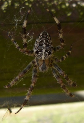 Araneus diadematus, samica