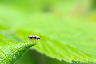 NN (Nitidulidae?) - ok. 3 mm długości