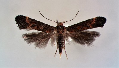 Apodia bifractella.jpg