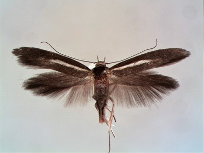 Scythris tenuivitella.jpg