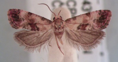 Cochylis sannitica.jpg