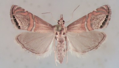 Euchromius bellus.jpg