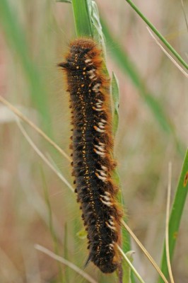 Euthrix potatoria?