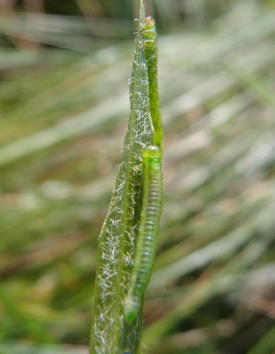 Motyl (10), Ruska Strona S, 09.16(komp).jpg