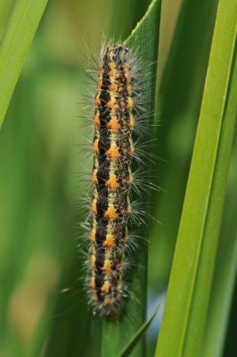 Simyra albovenosa?