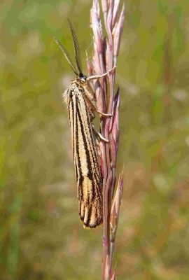 Coscinia striata?