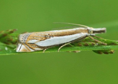 Crambus pascuella?