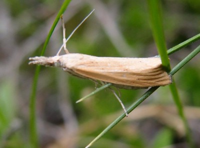 Pediasia luteella?