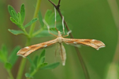 Motyl (15), 15. 06. 15 (fot. K. Nielsen).jpg