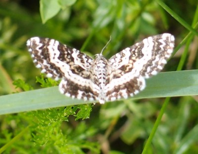 Epirrhoe alternata?