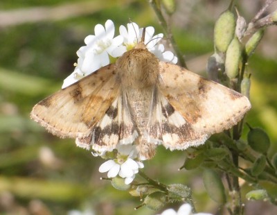 Heliothis sp. ? Już raz zamieszczony, ale teraz wykadrowany.