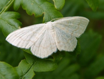 Scopula floslactata?