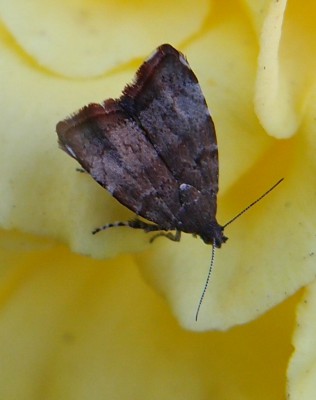 Motyl (10), Szczeglacin, 09.16(Komp).jpg