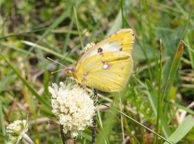 Colias sp. 1c, Laskowice N, 08.16(komp).jpg