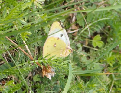 Colias sp. 1e, Laskowice N, 08.16(komp).jpg