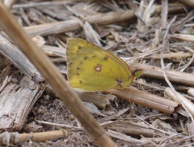 Colias sp. 3, Gory - Czerwona Gora, 08.16(komp).jpg