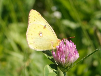 Colias sp. 4b, Runice Kol., 08.16(komp).jpg