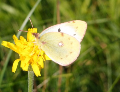 Colias sp. 5a, Ruska Strona S, 09.16(komp).jpg