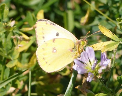 Colias sp. 6, Szczeglacin N, 09.16(komp).jpg