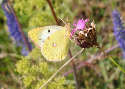 Colias sp. 7a, Mogielnica NW, 07.16(komp).jpg