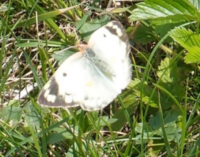 Colias sp. 8, Mogielnica NW, 07.16(komp).jpg