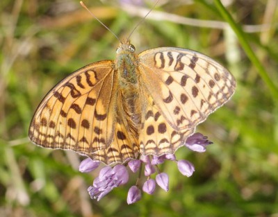 Argynnis adippe?