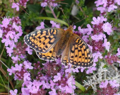 Argynnis aglaja?