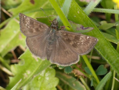 Erynnis tages?