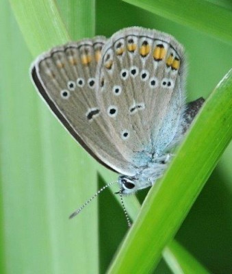 Polyommatus amandus?