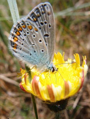 Plebejus argus?