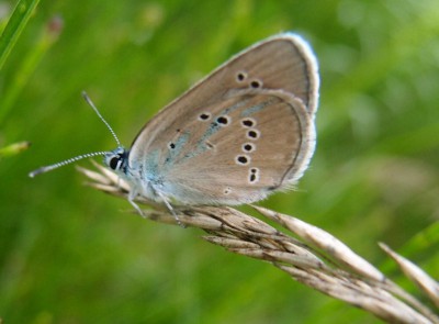 Polyommatus semiagrus?