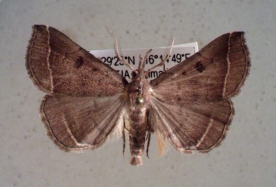 P.plumigeralis.jpg