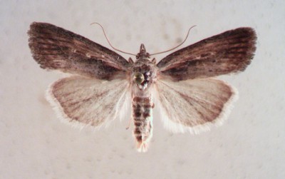 E.ustula.jpg
